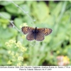 melitaea diamina male1